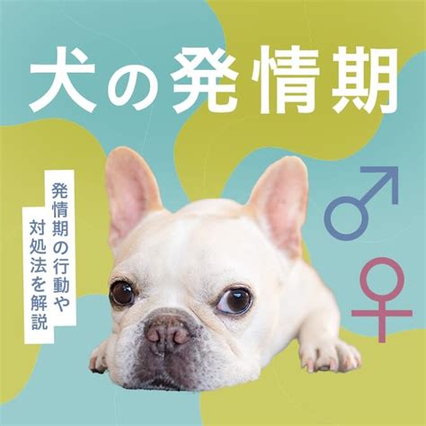 犬 勃起|【犬の発情期はいつから？】オスとメスの。